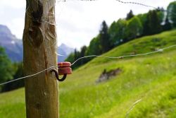 Zaunpfahl an Wiese